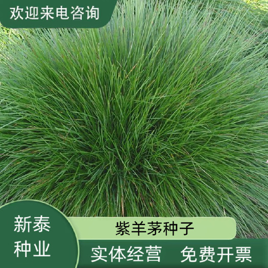 紫羊茅草种子草坪绿化草籽庭院护坡复绿耐寒草籽