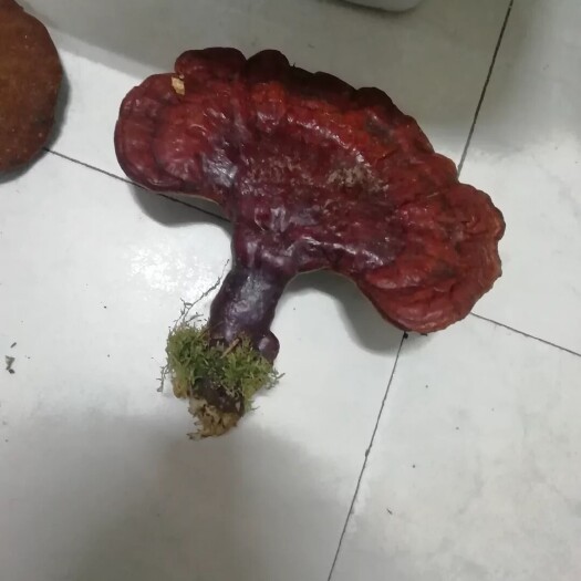 汤旺县黑龙江伊春灵芝