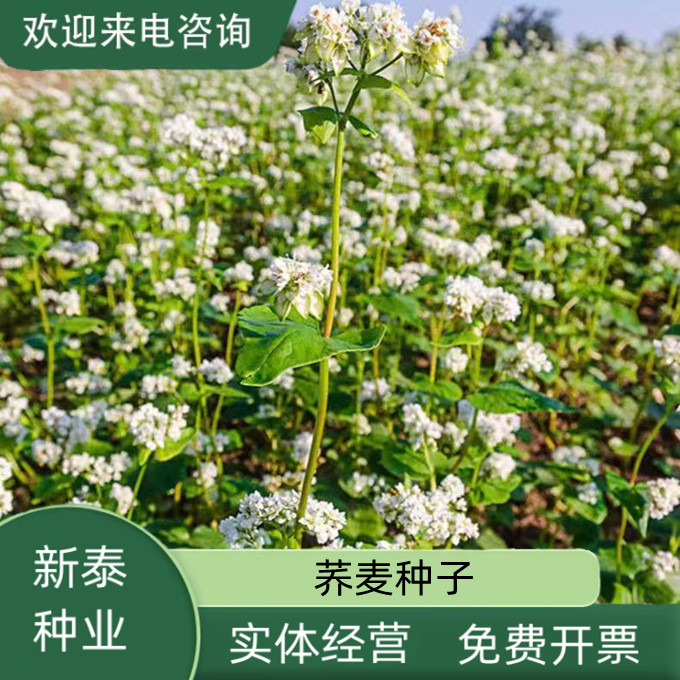 沭阳县荞麦种子四季易播食用甜苦荞麦三角麦花荞乌麦蜜源植物芽苗菜