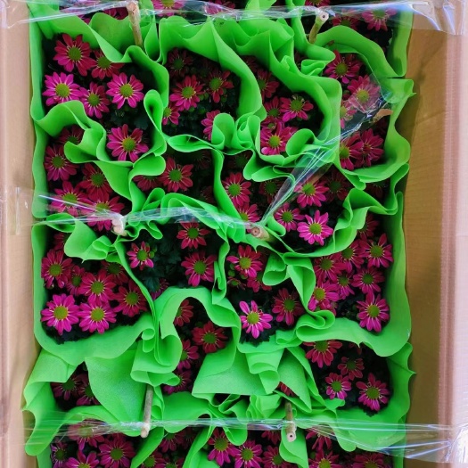 昆明15cm盆栽条纹菊