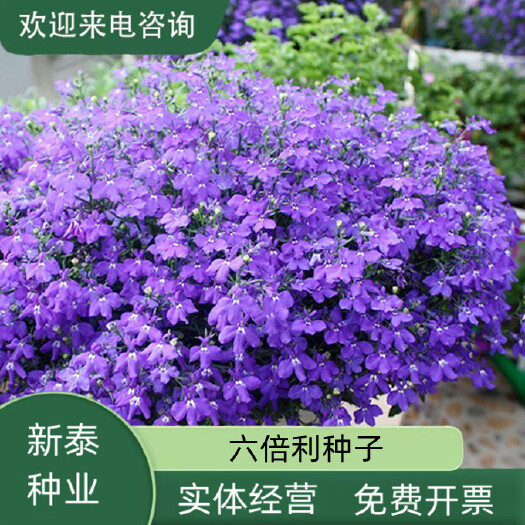 六倍利花种子盆栽垂吊半边莲翠蝶花阳台种子籽孑四季开花植物花籽