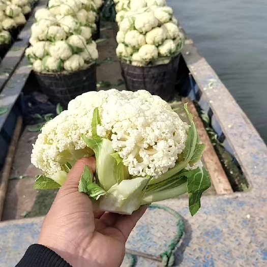 开封温州菜花