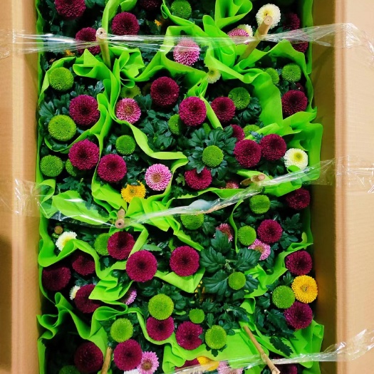 昆明15cm盆栽乒乓菊菊花