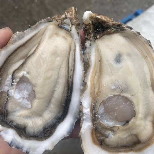 大连大连生蚝海蛎子牡蛎