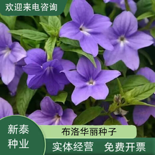 沭阳县布洛华丽种子美丽紫水晶种籽制作切花插花蓝英花春季花卉花草种孑