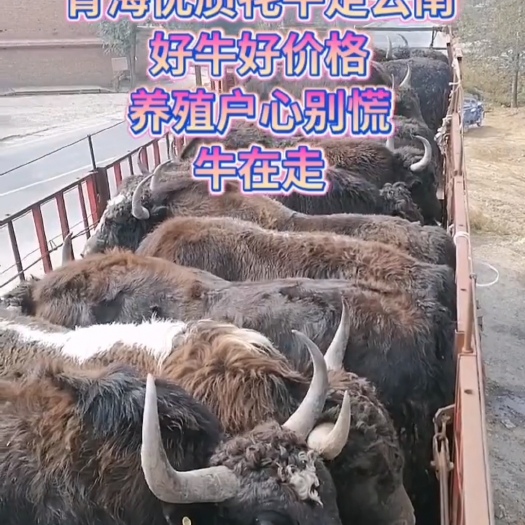 大通县牦牛，育肥牦牛大量有货