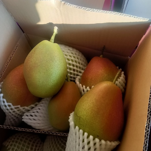 赵县礼盒香梨，包装美观，梨酥脆甜，含糖量高