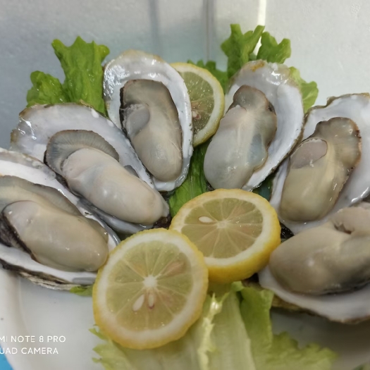 乳山市乳山牡蛎，现捞现发，优质海域。