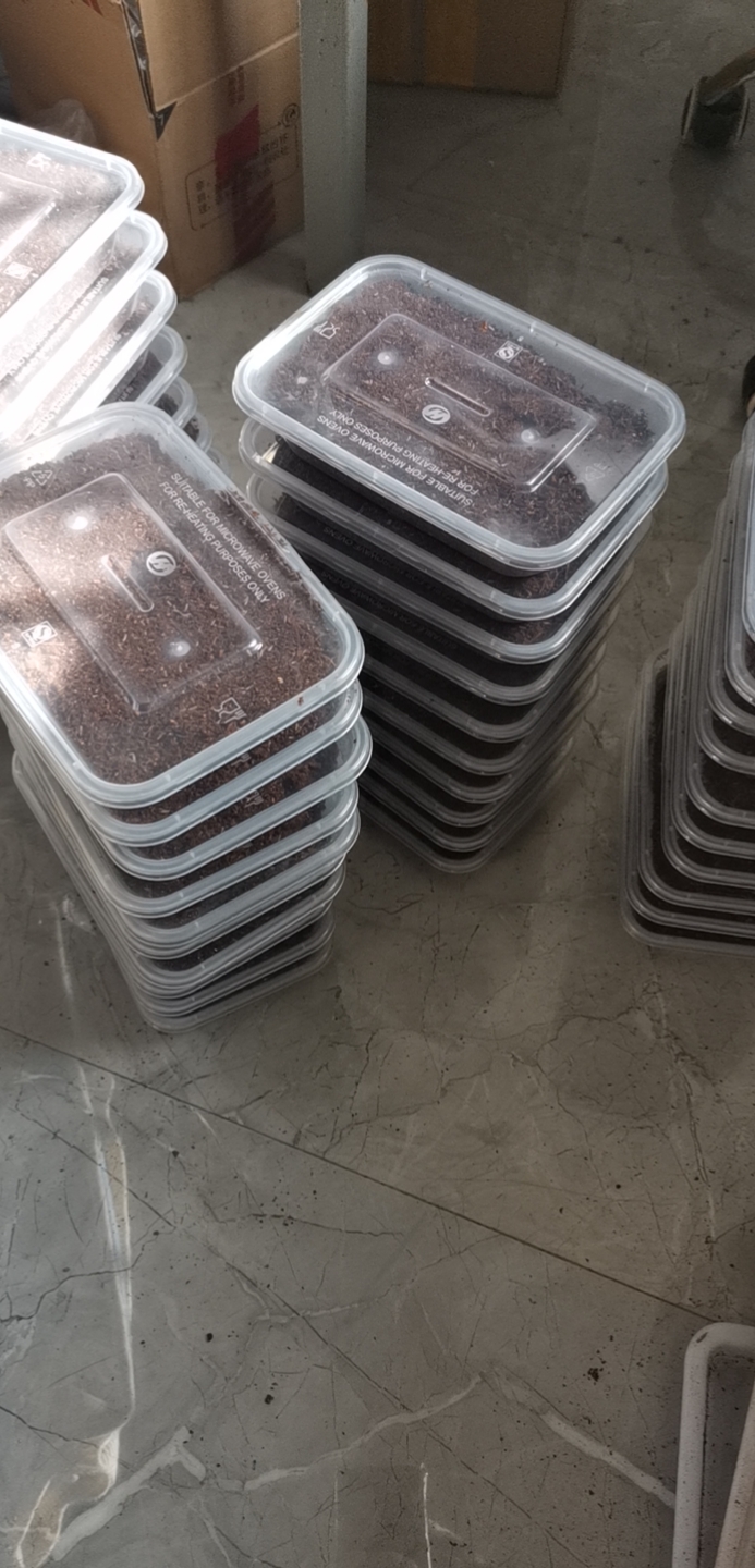 油葫芦蟋蟀种卵，养殖场繁殖专用，买10盒赠送技术视频