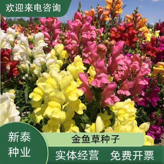 金鱼草种子 龙头花洋彩雀园林绿化景观花海公园庭院阳台花卉种子