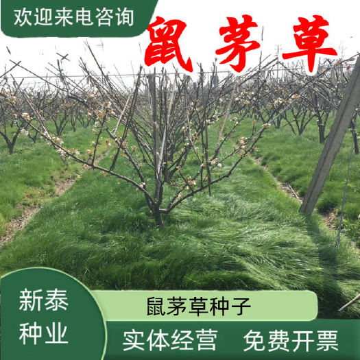 果园绿肥鼠茅草种子耐寒自繁多年生效果抑制杂草秋季提升肥力