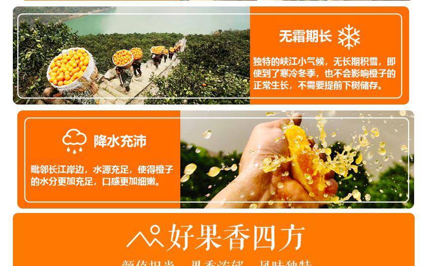 橙子批发秭归脐橙纽荷尔当季水果手剥甜橙电商果非精品果