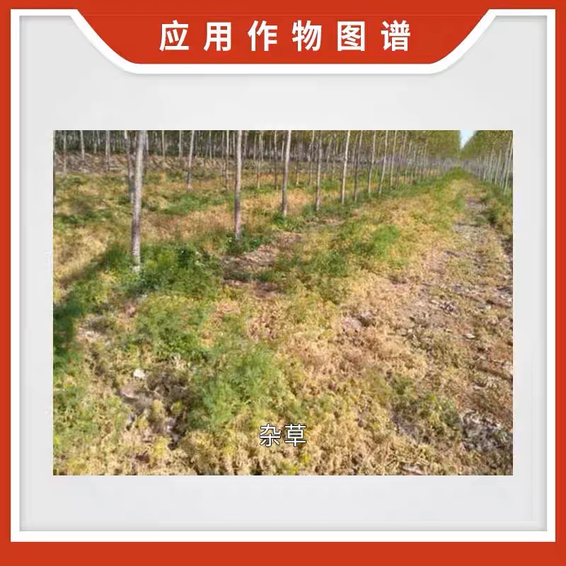 七洲同锄20%草铵膦七洲草胺膦果园荒地铁路牛筋草杂草除草剂