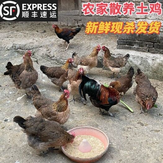 散养老母鸡纯农家老母鸡，贵有贵的道理，下单现杀现发！