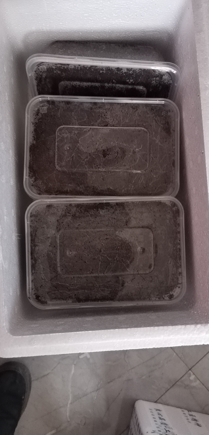 油葫芦蟋蟀种卵，养殖场繁殖专用，买10盒赠送技术视频