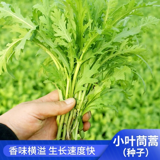 农家小叶茼蒿种子光杆茼蒿皇帝菜种籽菜籽四季播青菜蔬菜种子