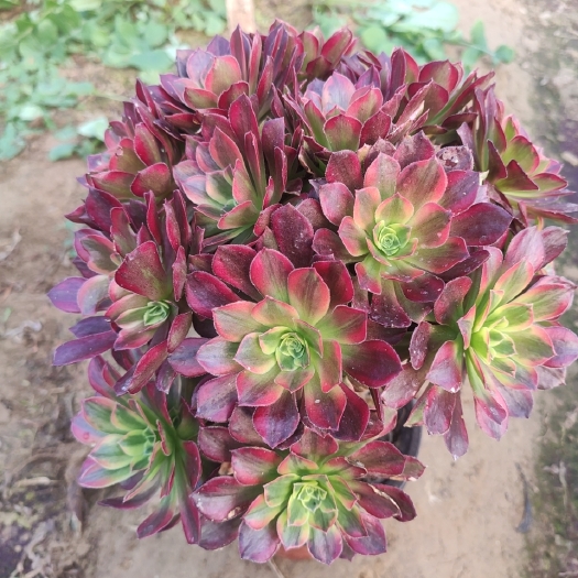 单县安娜多肉植物法师基地，多肉法师基地大量供应，可混批。
