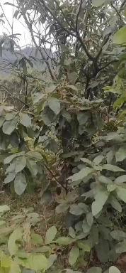 英德市风流果树苗(两年苗)