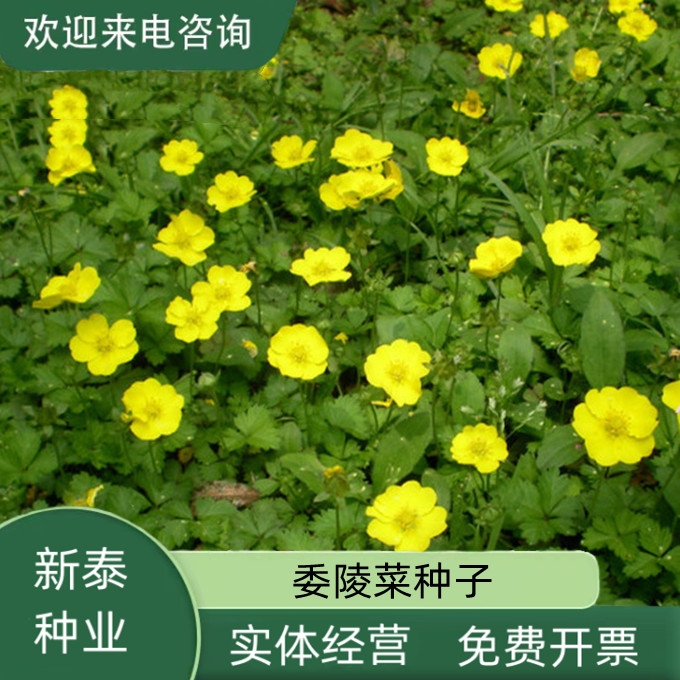 沭阳县委陵菜种子阳台庭院盆栽室内室外四季易种地被植物多年生地被花卉