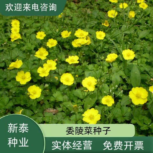 委陵菜种子阳台庭院盆栽室内室外四季易种地被植物多年生地被花卉