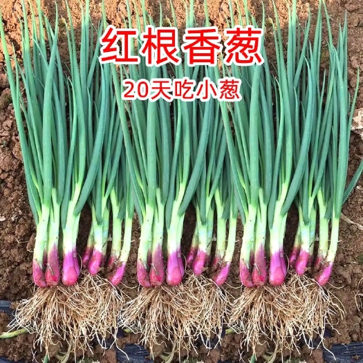 衡阳红皮香葱种籽四季小香葱种子红根小香葱籽春四季农家盆栽蔬菜种孑