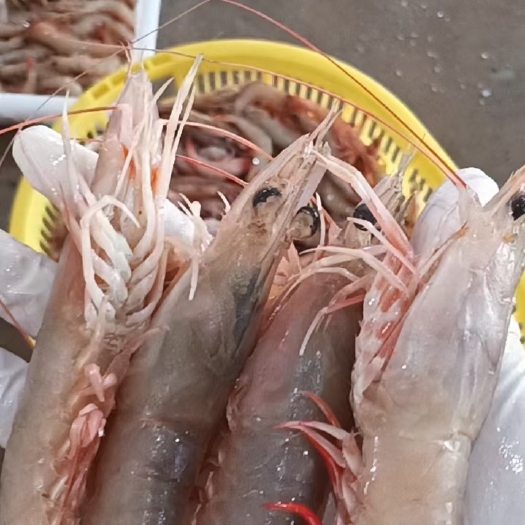 钦州虾