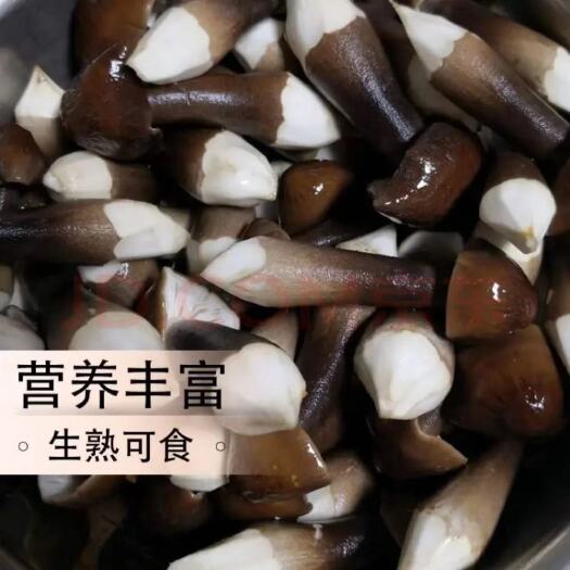 梁山县黑皮鸡枞菌