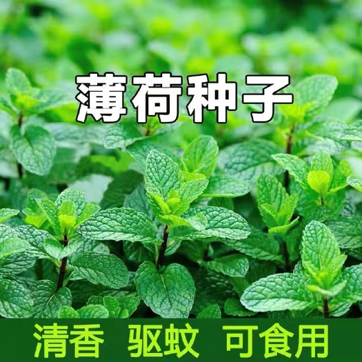 衡阳可食用薄荷种子四季易种庭院室外盆栽