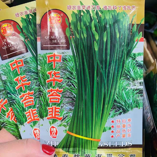 济南苔韭种子中华韭苔种籽韭菜可富苔韭一号耐热耐寒春秋冬高产种孑