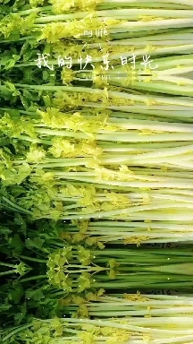 正宗的马家沟芹菜