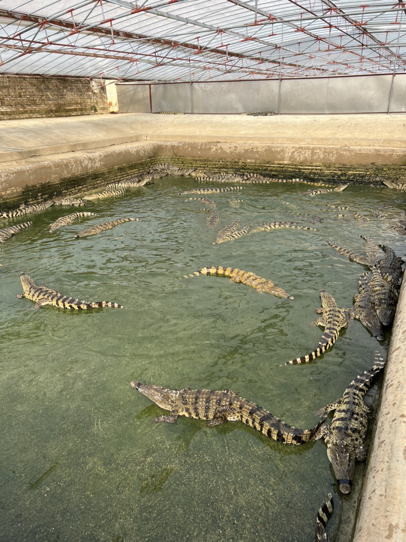 商品鳄鱼全国发货，各种大小都有，可免费带沙，也可以发活体