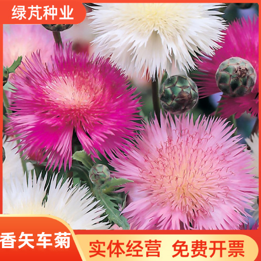 沭阳县香矢车菊花种子四季易种室外景观绿化冬季易活盆栽花卉种子