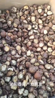 泌阳县泌阳干香菇现货3万斤 可批发零售