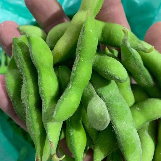 2024年新货速冻毛豆荚翠绿宝