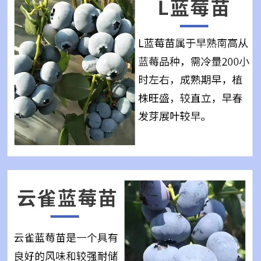 泰安早熟蓝莓苗，纯甜蓝莓苗