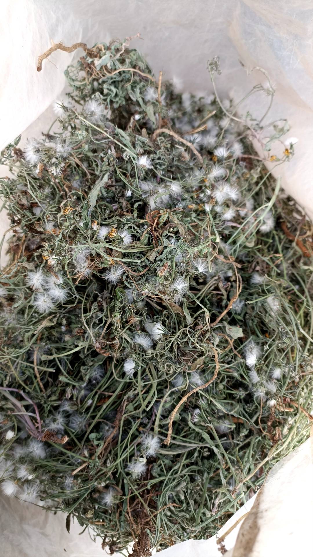 中华苦麦菜干品