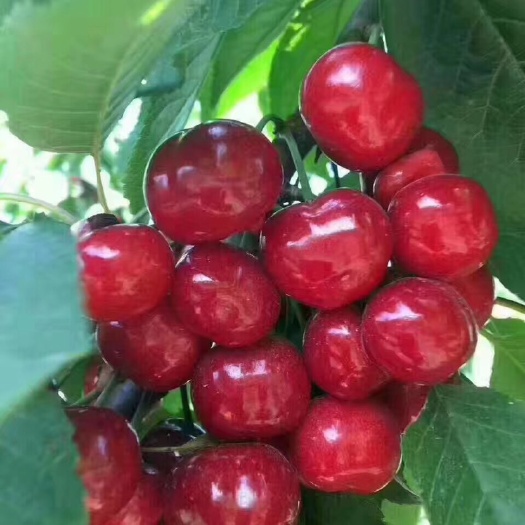 五莲县美早