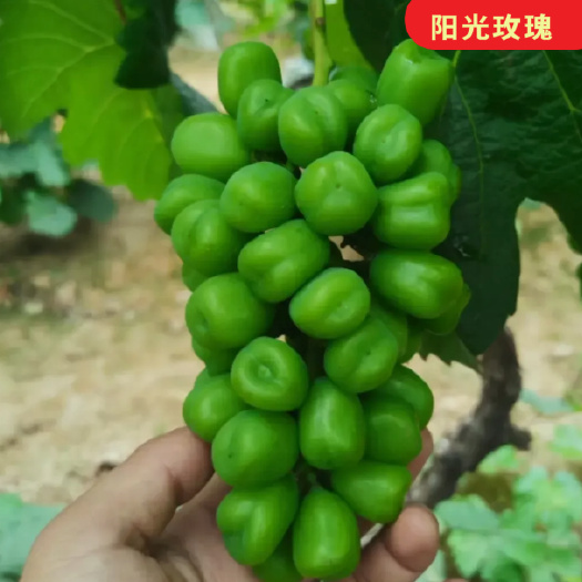 平邑县嫁接阳光玫瑰葡萄苗 香印日本晴王 5BB 3309m砧木
