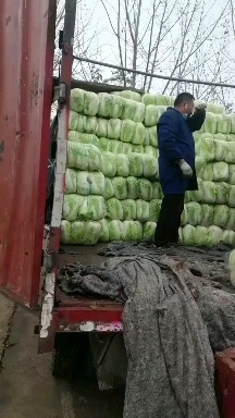 汝州市青杂3号大白菜量大