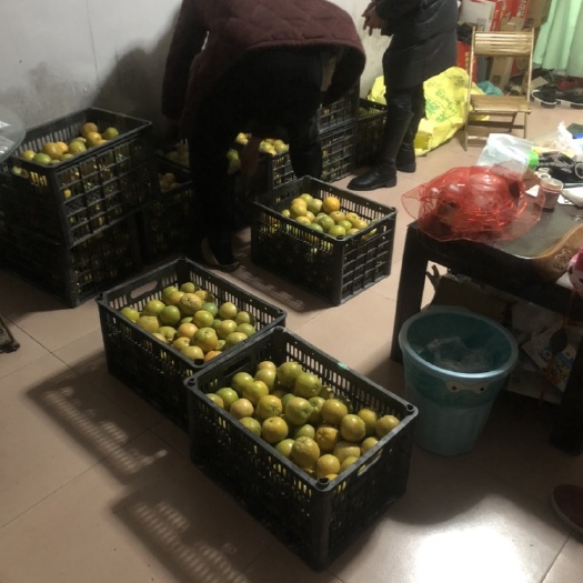 欧柑还有一屋子，每天几十筐订购出去有点慢，希望有厂家大量收走