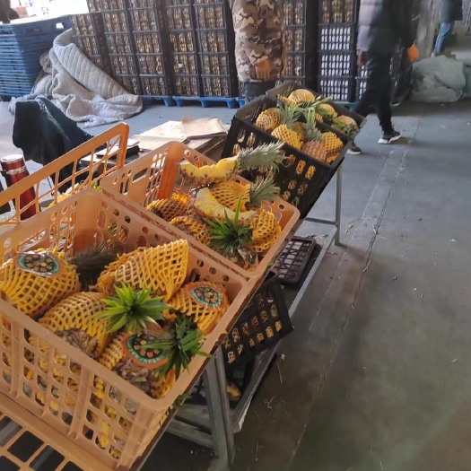 青岛菠萝
