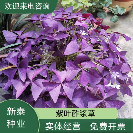 紫花酢浆草种球紫叶草紫蝴蝶种子粉花种球三叶草幸运草红花草种子