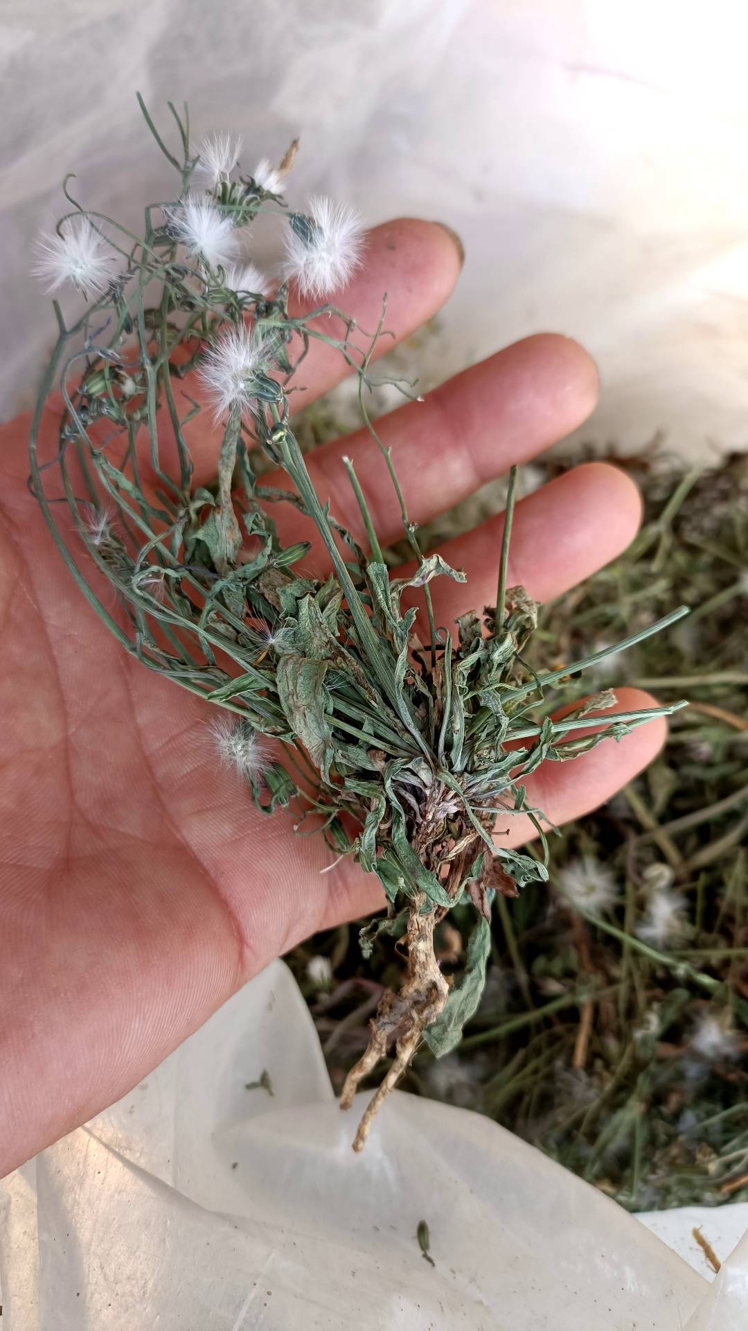 中华苦麦菜干品