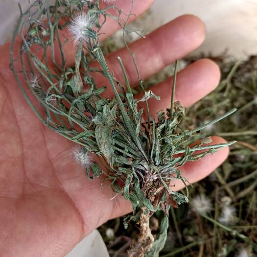大石桥市中华苦麦菜干品