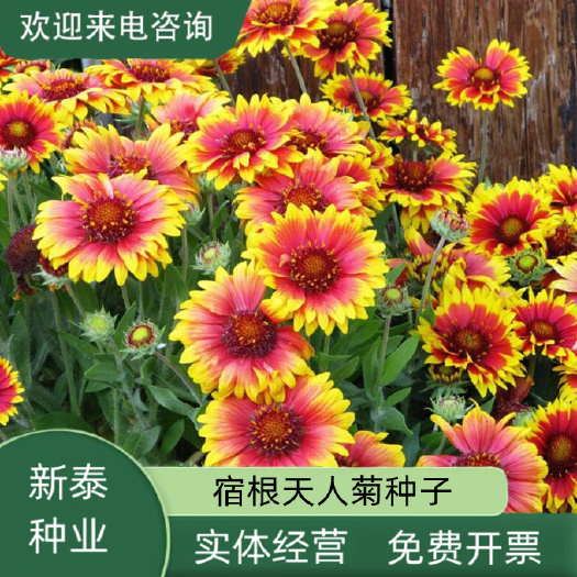 天人菊种子春秋易种多年生易活耐寒四季开室外室内庭院花海菊花籽
