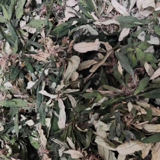 肇庆白背草，白花地斩头，白背仔。
