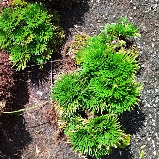 始兴县小叶卷柏九死还魂遇水还阳草。各种各样造型。飘枝丛林淋水。