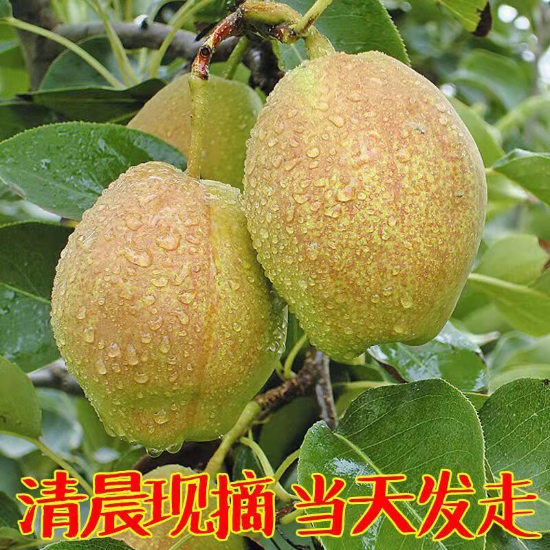 【9斤】2023新香梨新鲜水果梨子红香酥梨