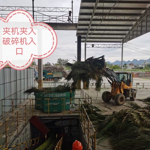柳城县青贮甘蔗尾叶包料，含糖高，有效预防牛羊冬季不反刍，保质1年