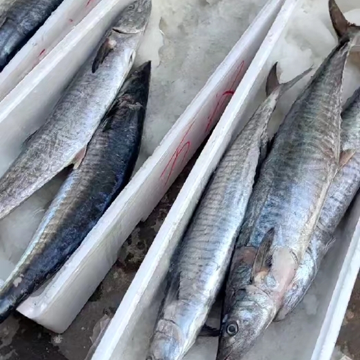琼海市新鲜马鲛鱼